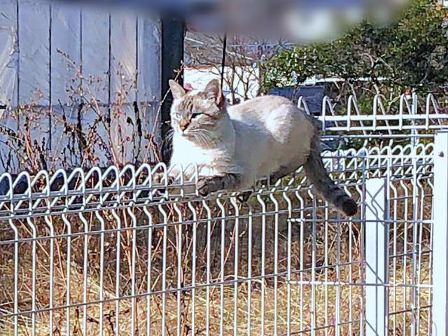 想像以上に“焦げてきた”！？, 「一生触れなくても…」考えを変えた震災, 言葉も理解、賢くて頑固なふぅさん, ふぅさんがもたらした変化…かけがえのない存在に