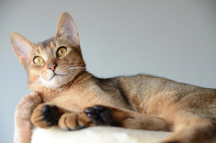 飼うのが難しい猫種5選, 1.スフィンクス, 3.アビシニアン, 飼うのが難しい猫を飼うための心得