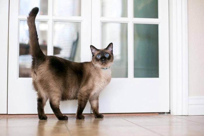 飼うのが難しい猫種5選, 1.スフィンクス, 3.アビシニアン, 飼うのが難しい猫を飼うための心得