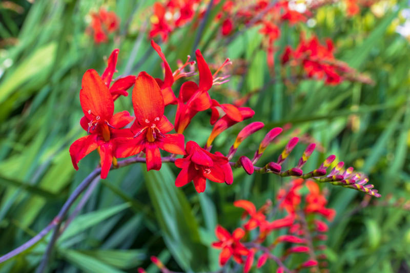 庭になじめば「手間いらずでほぼ勝手に育つ」多年草3選, 植えっぱなしでローメンテ！ほぼ勝手に育つオシャレな多年草3選, クロコスミア（ヒメヒオウギスイセン）, ネペタ（キャットミント）, 【ガーデニング豆知識】一年草・多年草・宿根草の違いとは？