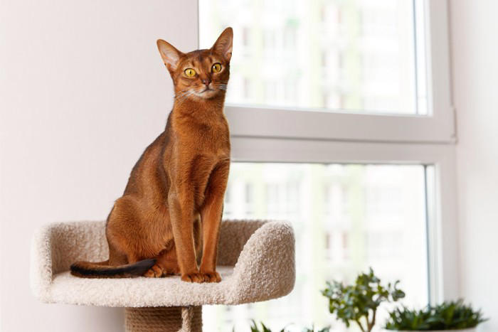 飼うのが難しい猫種5選, 1.スフィンクス, 3.アビシニアン, 飼うのが難しい猫を飼うための心得
