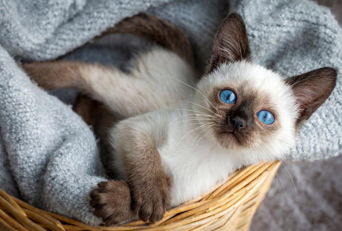 飼うのが難しい猫種5選, 1.スフィンクス, 3.アビシニアン, 飼うのが難しい猫を飼うための心得