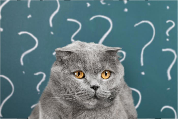 飼うのが難しい猫種5選, 1.スフィンクス, 3.アビシニアン, 飼うのが難しい猫を飼うための心得