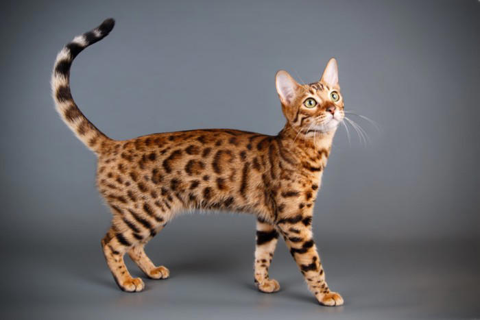 飼うのが難しい猫種5選, 1.スフィンクス, 3.アビシニアン, 飼うのが難しい猫を飼うための心得