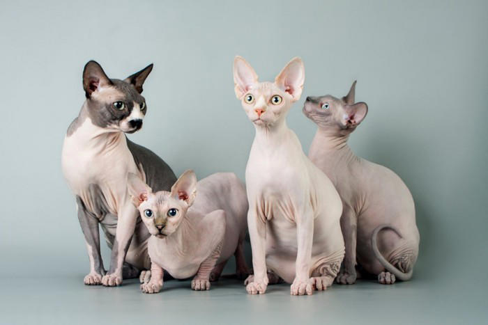飼うのが難しい猫種5選, 1.スフィンクス, 3.アビシニアン, 飼うのが難しい猫を飼うための心得