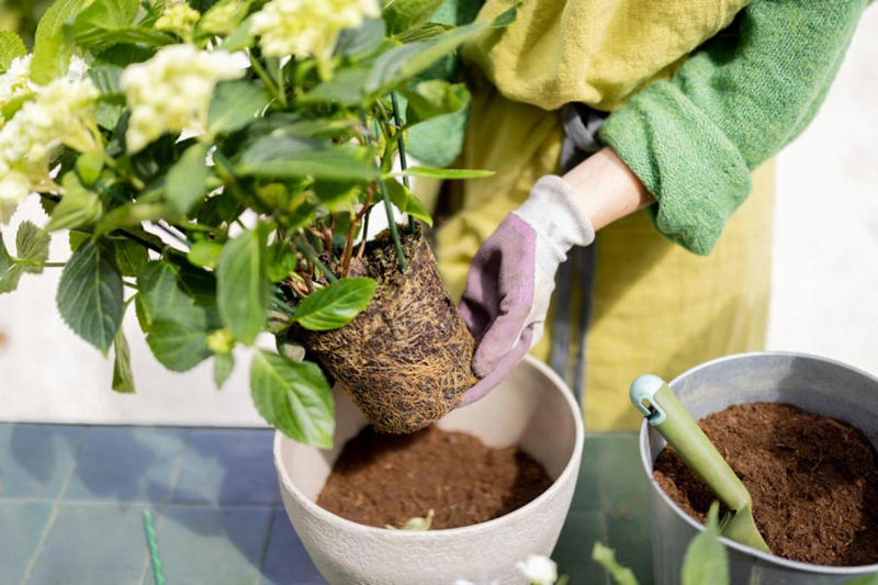 多彩な種類が登場しているアジサイ, 買ってきたらまずは大きな鉢に植え替えよう, 土壌の酸度で花色が変わるのを覚えておこう, コンパクトに保ち、来年も咲かせるための剪定