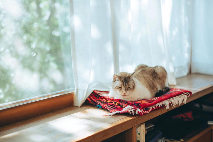 猫が「認知症」になると現れる初期症状5選, 1.夜鳴き・大きな声で鳴く, 2.トイレの失敗, 4.睡眠リズムの変化, 「これって認知症？」迷った時のチェックと進行を遅らせるコツ, 異変を感じたら早めに動物病院へ