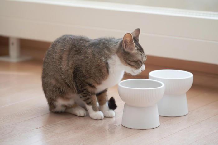 猫が「認知症」になると現れる初期症状5選, 1.夜鳴き・大きな声で鳴く, 2.トイレの失敗, 4.睡眠リズムの変化, 「これって認知症？」迷った時のチェックと進行を遅らせるコツ, 異変を感じたら早めに動物病院へ