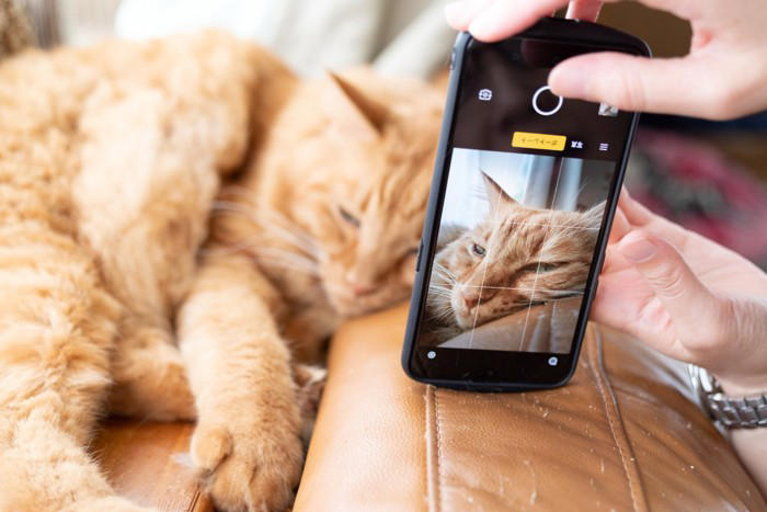 猫が「認知症」になると現れる初期症状5選, 1.夜鳴き・大きな声で鳴く, 2.トイレの失敗, 4.睡眠リズムの変化, 「これって認知症？」迷った時のチェックと進行を遅らせるコツ, 異変を感じたら早めに動物病院へ