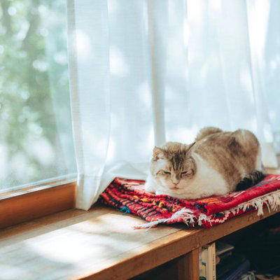 猫が「認知症」になると現れる初期症状5選, 1.夜鳴き・大きな声で鳴く, 2.トイレの失敗, 4.睡眠リズムの変化, 「これって認知症？」迷った時のチェックと進行を遅らせるコツ, 異変を感じたら早めに動物病院へ