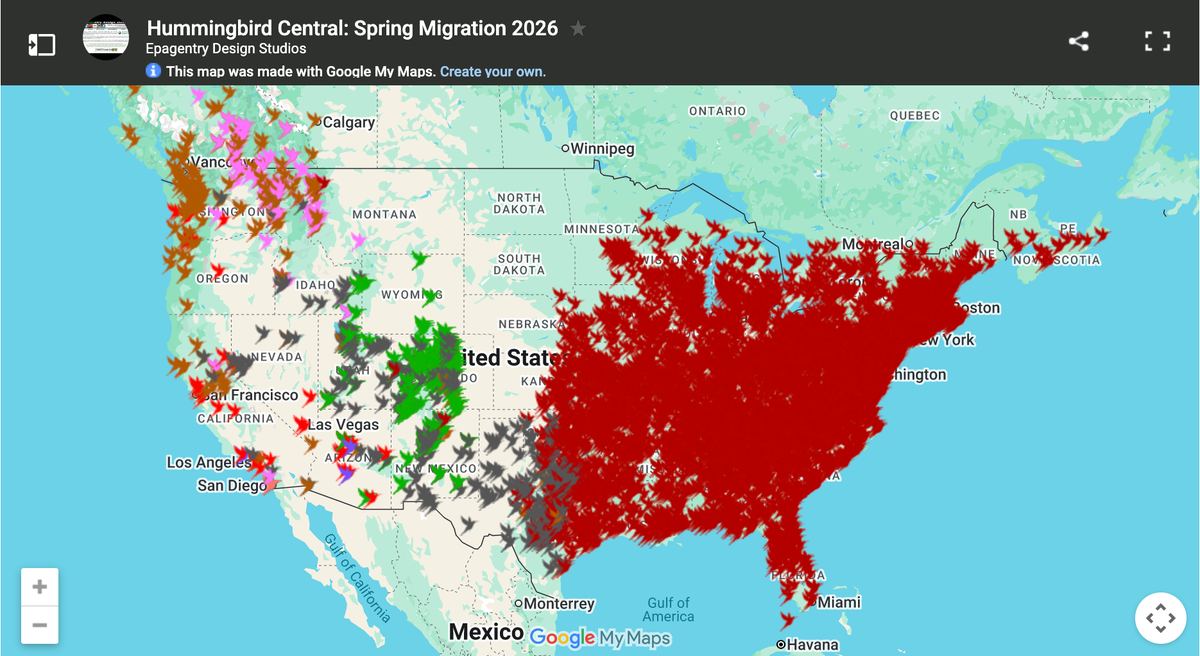 Why They Might Be Skipping Your Yard, Start With a Feeder They Can’t Miss, Plant Bright Blooms That Act Like Beacons, Add a Little Movement with Water, Give It a Little Time