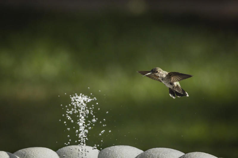 Why They Might Be Skipping Your Yard, Start With a Feeder They Can’t Miss, Plant Bright Blooms That Act Like Beacons, Add a Little Movement with Water, Give It a Little Time