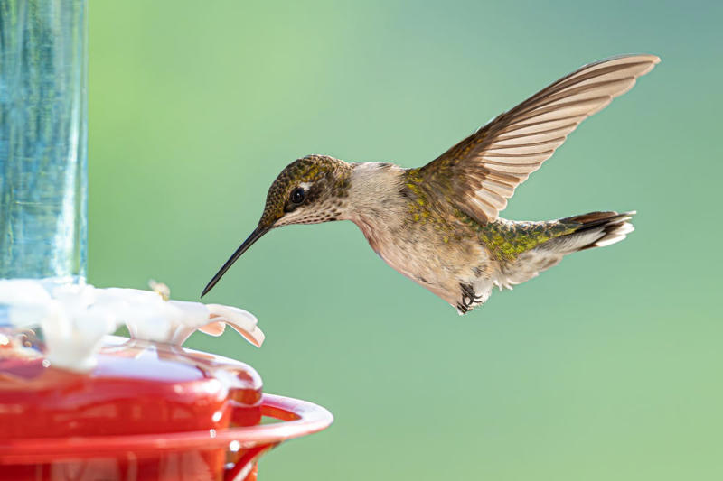 Why They Might Be Skipping Your Yard, Start With a Feeder They Can’t Miss, Plant Bright Blooms That Act Like Beacons, Add a Little Movement with Water, Give It a Little Time