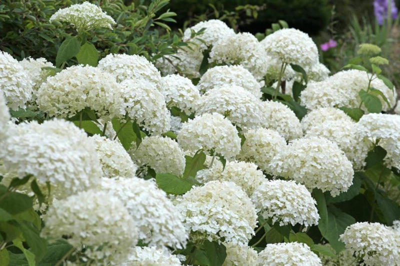 多彩な種類が登場しているアジサイ, 買ってきたらまずは大きな鉢に植え替えよう, 土壌の酸度で花色が変わるのを覚えておこう, コンパクトに保ち、来年も咲かせるための剪定