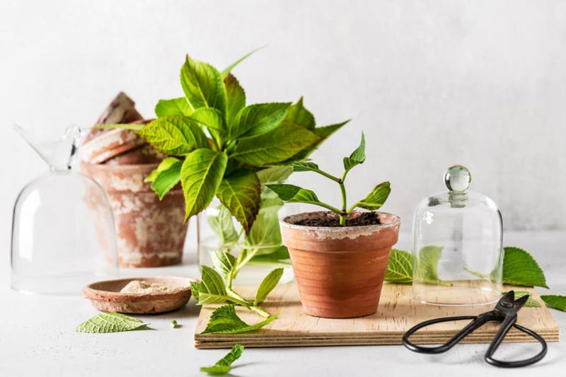 多彩な種類が登場しているアジサイ, 買ってきたらまずは大きな鉢に植え替えよう, 土壌の酸度で花色が変わるのを覚えておこう, コンパクトに保ち、来年も咲かせるための剪定