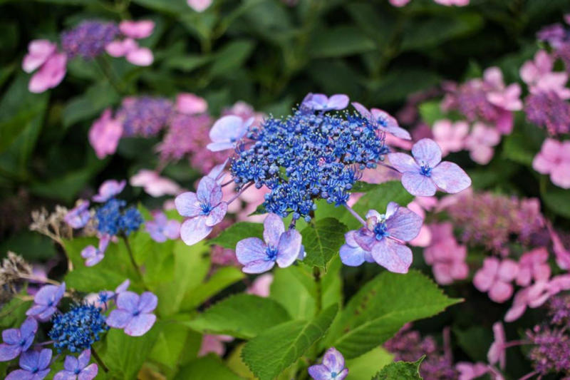 多彩な種類が登場しているアジサイ, 買ってきたらまずは大きな鉢に植え替えよう, 土壌の酸度で花色が変わるのを覚えておこう, コンパクトに保ち、来年も咲かせるための剪定