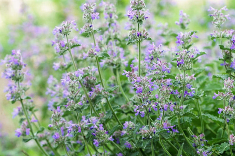 庭になじめば「手間いらずでほぼ勝手に育つ」多年草3選, 植えっぱなしでローメンテ！ほぼ勝手に育つオシャレな多年草3選, クロコスミア（ヒメヒオウギスイセン）, ネペタ（キャットミント）, 【ガーデニング豆知識】一年草・多年草・宿根草の違いとは？