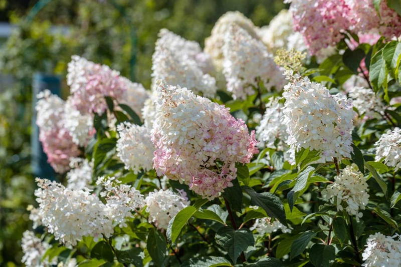 多彩な種類が登場しているアジサイ, 買ってきたらまずは大きな鉢に植え替えよう, 土壌の酸度で花色が変わるのを覚えておこう, コンパクトに保ち、来年も咲かせるための剪定