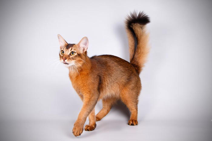 飼うのが難しい猫種5選, 1.スフィンクス, 3.アビシニアン, 飼うのが難しい猫を飼うための心得