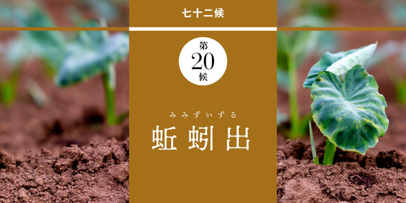立夏 りっか｜二十四節気, 端午 たんご｜節句, 蛙始鳴 かえるはじめてなく｜第19候, 蚯蚓出 みみずいずる｜第20候, 竹笋生 たけのこしょうず｜第21候, 和暦コラム｜蚯蚓（みみず）