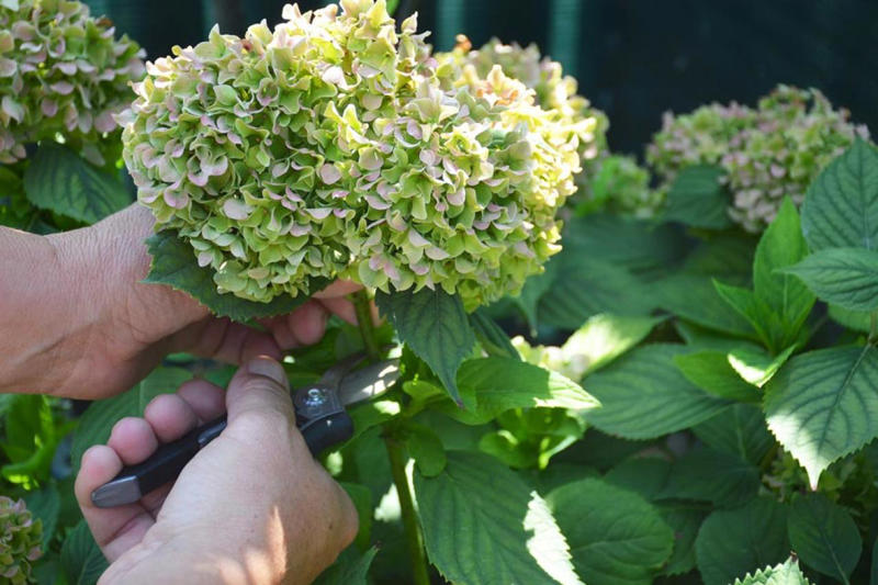 多彩な種類が登場しているアジサイ, 買ってきたらまずは大きな鉢に植え替えよう, 土壌の酸度で花色が変わるのを覚えておこう, コンパクトに保ち、来年も咲かせるための剪定