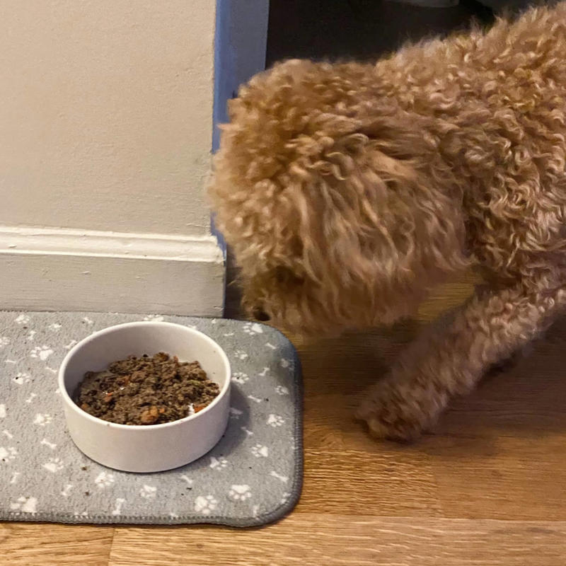 What's the best dog food for puppies?, How I picked the best puppy food, What’s the difference between puppy food and adult dog food?, How to shop for puppy food, Frequently asked questions, Meet our veterinary experts, Why trust NBC Select?
