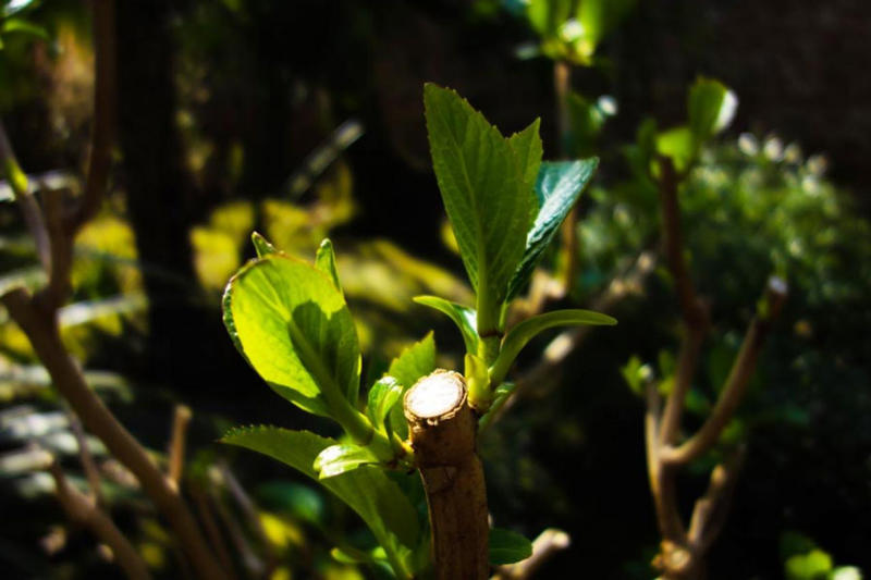 多彩な種類が登場しているアジサイ, 買ってきたらまずは大きな鉢に植え替えよう, 土壌の酸度で花色が変わるのを覚えておこう, コンパクトに保ち、来年も咲かせるための剪定