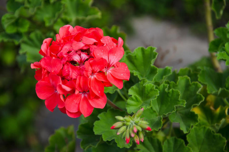 Lavender, Marigolds, Citronella Grass, Petunias, Rosemary, Scented Geraniums, Bay Laurel