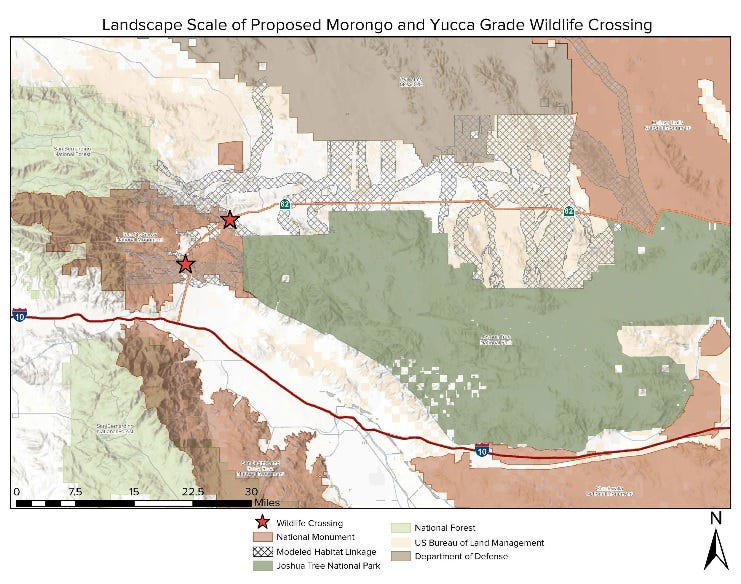 Mountain lion killed, Mountain lion population 'precariously low', Wildlife crossing grant , Increase traffic, increase animal deaths