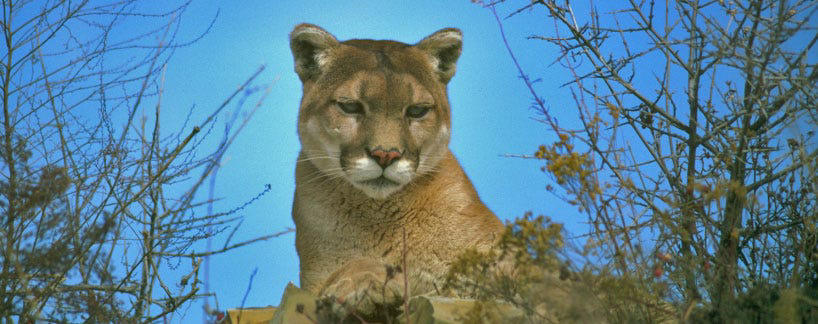 Mountain lion killed, Mountain lion population 'precariously low', Wildlife crossing grant , Increase traffic, increase animal deaths