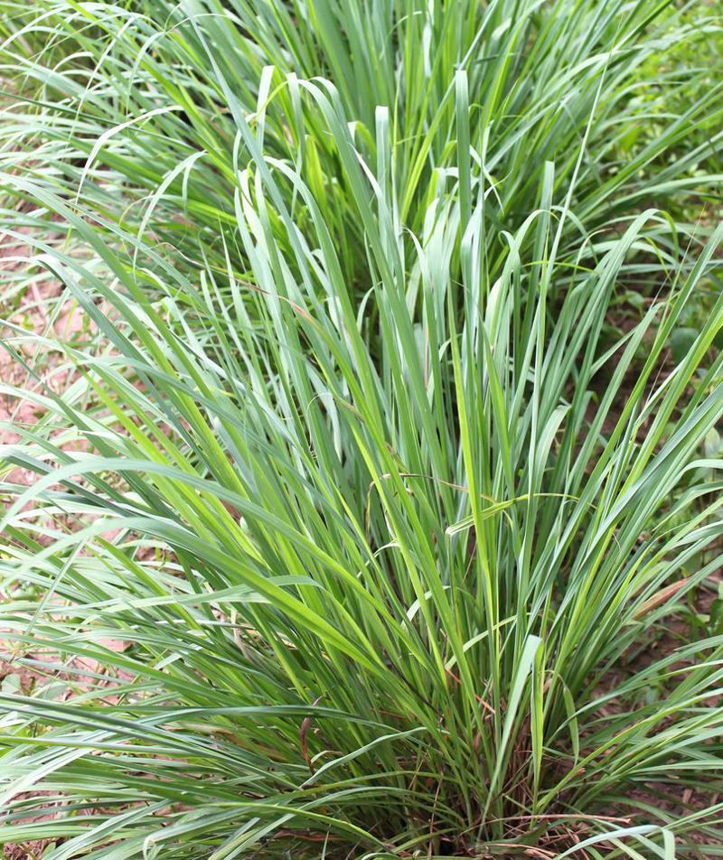 Lavender, Marigolds, Citronella Grass, Petunias, Rosemary, Scented Geraniums, Bay Laurel