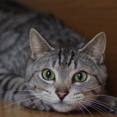 猫が飼い主を「待ち伏せ」する4つの心理, 1.「遊ぼうよ！」というお誘い, 2.狩りの練習（本能）, 3.構ってほしくて注目を集めたい, 4.実はちょっと不満がある？, なぜ「突然」狙ってくるの？, 上手な対応と接し方のコツ, 過剰に反応しない（大声を上げない）, おもちゃを使って「狩り」をさせてあげる, 待ち伏せしそうな気配を感じたら無視する