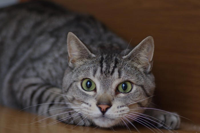 猫が飼い主を「待ち伏せ」する4つの心理, 1.「遊ぼうよ！」というお誘い, 2.狩りの練習（本能）, 3.構ってほしくて注目を集めたい, 4.実はちょっと不満がある？, なぜ「突然」狙ってくるの？, 上手な対応と接し方のコツ, 過剰に反応しない（大声を上げない）, おもちゃを使って「狩り」をさせてあげる, 待ち伏せしそうな気配を感じたら無視する