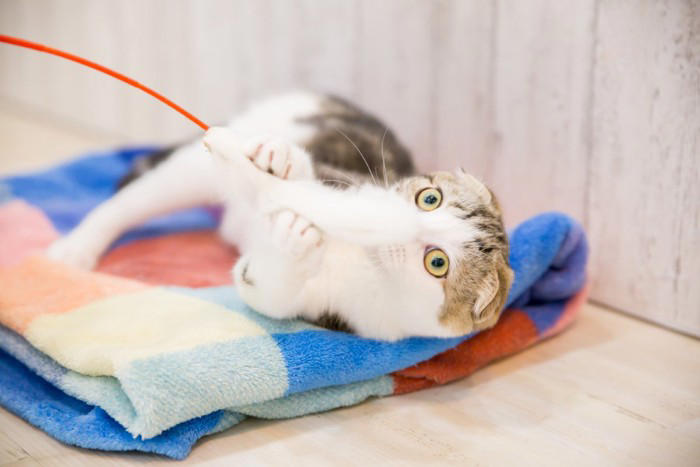 猫が飼い主を「待ち伏せ」する4つの心理, 1.「遊ぼうよ！」というお誘い, 2.狩りの練習（本能）, 3.構ってほしくて注目を集めたい, 4.実はちょっと不満がある？, なぜ「突然」狙ってくるの？, 上手な対応と接し方のコツ, 過剰に反応しない（大声を上げない）, おもちゃを使って「狩り」をさせてあげる, 待ち伏せしそうな気配を感じたら無視する
