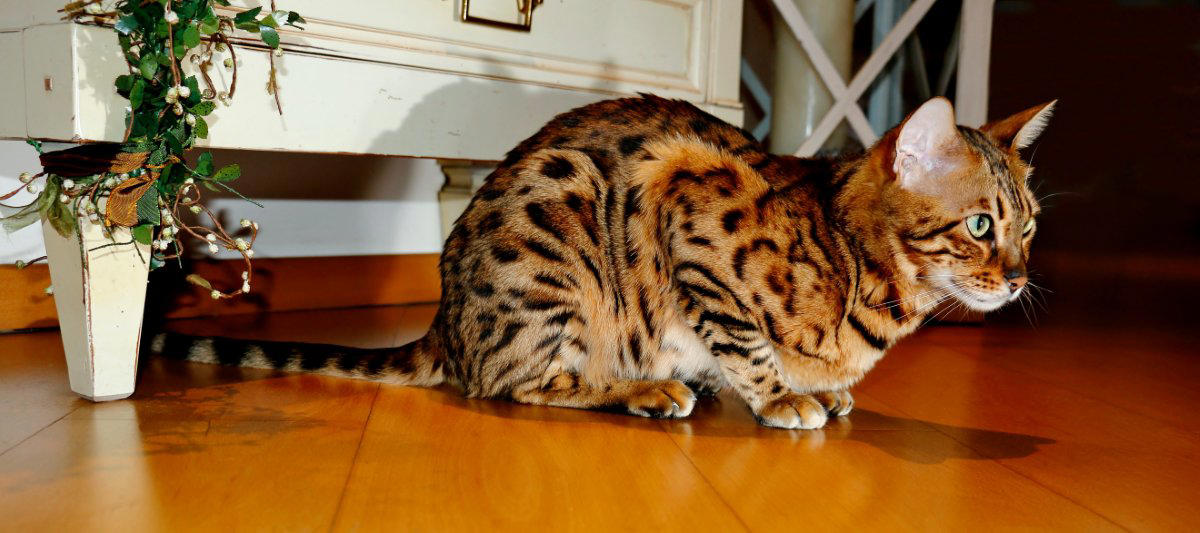 猫が飼い主を「待ち伏せ」する4つの心理, 1.「遊ぼうよ！」というお誘い, 2.狩りの練習（本能）, 3.構ってほしくて注目を集めたい, 4.実はちょっと不満がある？, なぜ「突然」狙ってくるの？, 上手な対応と接し方のコツ, 過剰に反応しない（大声を上げない）, おもちゃを使って「狩り」をさせてあげる, 待ち伏せしそうな気配を感じたら無視する