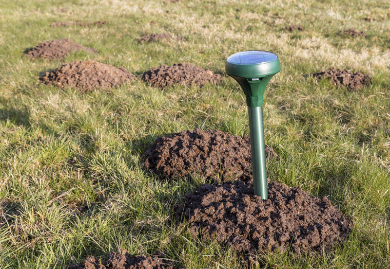 Remove Food Sources, Build a Fence, Use Mole Repellent, Compact Your Soil, Water as Needed, Keep Your Lawn Healthy