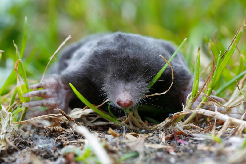 Remove Food Sources, Build a Fence, Use Mole Repellent, Compact Your Soil, Water as Needed, Keep Your Lawn Healthy