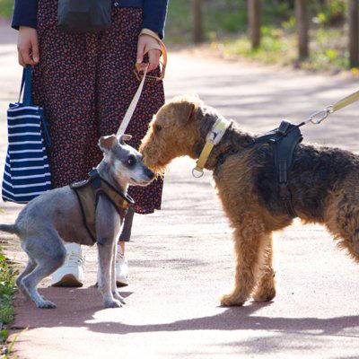 犬が不満を感じる『散歩の仕方』５選, 1.毎日同じ単調なルート, 2.匂い嗅ぎをさせてもらえない, 3.リードが短く自由度が少ない, 4.他の犬や人との交流が極端にない, 5.散歩中のコミュニケーションがない, 毎日の散歩を楽しんでもらうためにできること