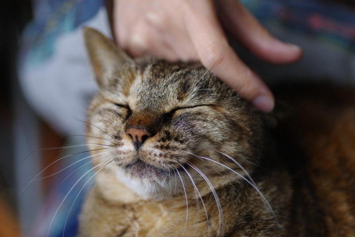 猫の飼い主がやってはいけない『絶対NG行為』6選, 1.無理に抱っこや接触をする, 2.大きな音や急な動きを繰り返す, 3.トイレ環境を清潔に保たない, 4.食事内容や回数を頻繁に変える, 5.叱る・体罰を与える, 6.長時間の放置や無関心, NG行為が引き起こす可能性のあるトラブル, 愛猫と良い関係を築くための接し方