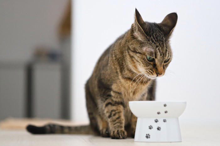 猫の飼い主がやってはいけない『絶対NG行為』6選, 1.無理に抱っこや接触をする, 2.大きな音や急な動きを繰り返す, 3.トイレ環境を清潔に保たない, 4.食事内容や回数を頻繁に変える, 5.叱る・体罰を与える, 6.長時間の放置や無関心, NG行為が引き起こす可能性のあるトラブル, 愛猫と良い関係を築くための接し方