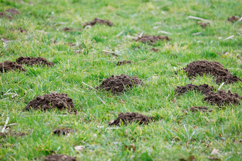 Remove Food Sources, Build a Fence, Use Mole Repellent, Compact Your Soil, Water as Needed, Keep Your Lawn Healthy
