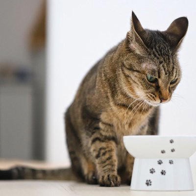 猫の飼い主がやってはいけない『絶対NG行為』6選, 1.無理に抱っこや接触をする, 2.大きな音や急な動きを繰り返す, 3.トイレ環境を清潔に保たない, 4.食事内容や回数を頻繁に変える, 5.叱る・体罰を与える, 6.長時間の放置や無関心, NG行為が引き起こす可能性のあるトラブル, 愛猫と良い関係を築くための接し方