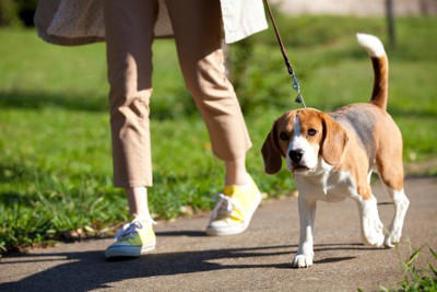 犬が不満を感じる『散歩の仕方』５選, 1.毎日同じ単調なルート, 2.匂い嗅ぎをさせてもらえない, 3.リードが短く自由度が少ない, 4.他の犬や人との交流が極端にない, 5.散歩中のコミュニケーションがない, 毎日の散歩を楽しんでもらうためにできること