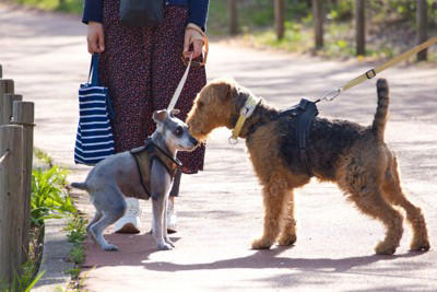 犬が不満を感じる『散歩の仕方』５選, 1.毎日同じ単調なルート, 2.匂い嗅ぎをさせてもらえない, 3.リードが短く自由度が少ない, 4.他の犬や人との交流が極端にない, 5.散歩中のコミュニケーションがない, 毎日の散歩を楽しんでもらうためにできること