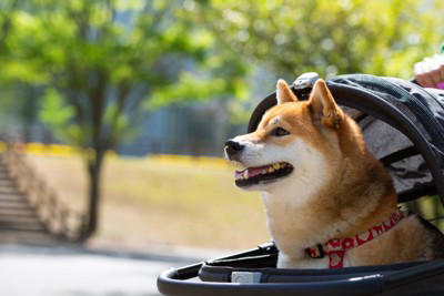 犬が不満を感じる『散歩の仕方』５選, 1.毎日同じ単調なルート, 2.匂い嗅ぎをさせてもらえない, 3.リードが短く自由度が少ない, 4.他の犬や人との交流が極端にない, 5.散歩中のコミュニケーションがない, 毎日の散歩を楽しんでもらうためにできること