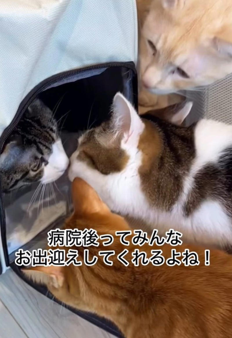 高熱で倒れた息子さんに、そっと近づいた小鼓ちゃん, 「このままでいい」息子さんがぎゅっと抱きしめた理由, 一緒に眠り、気づけば熱も…その後の変化に驚き, 足元にも“見守り隊”　多頭飼いならではの光景, 「動物はわかっている」共感の声が続々