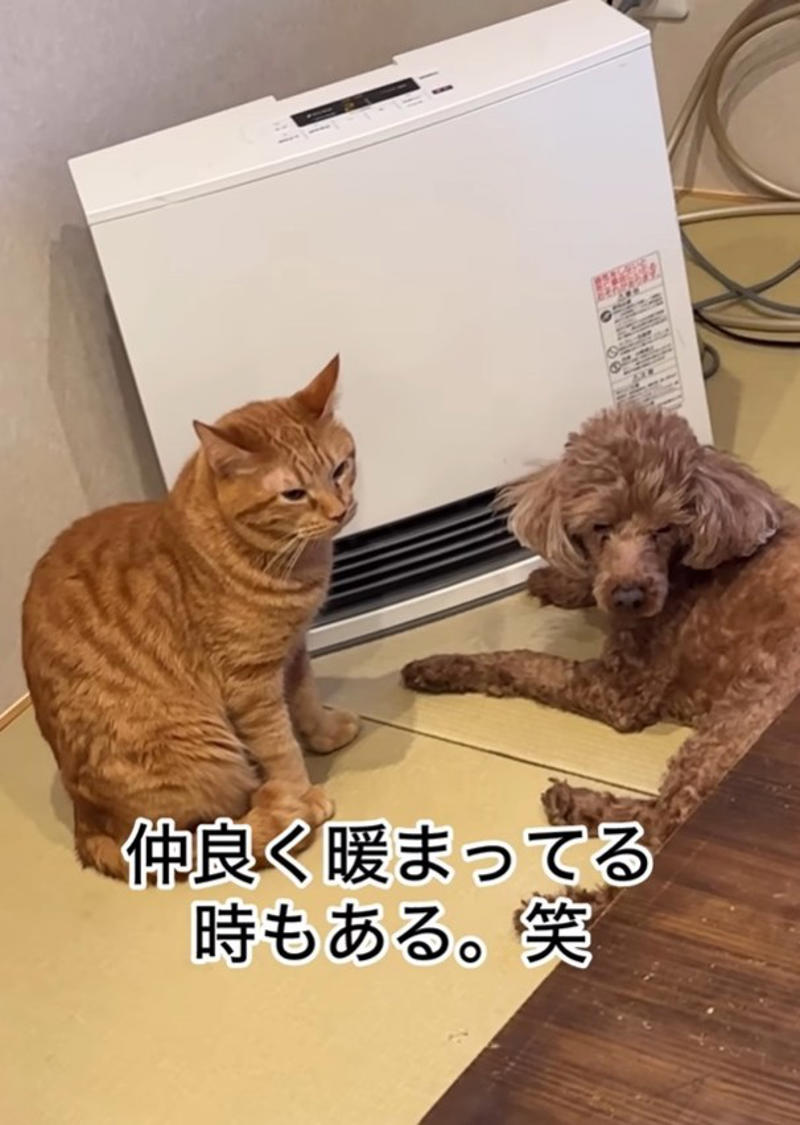 高熱で倒れた息子さんに、そっと近づいた小鼓ちゃん, 「このままでいい」息子さんがぎゅっと抱きしめた理由, 一緒に眠り、気づけば熱も…その後の変化に驚き, 足元にも“見守り隊”　多頭飼いならではの光景, 「動物はわかっている」共感の声が続々