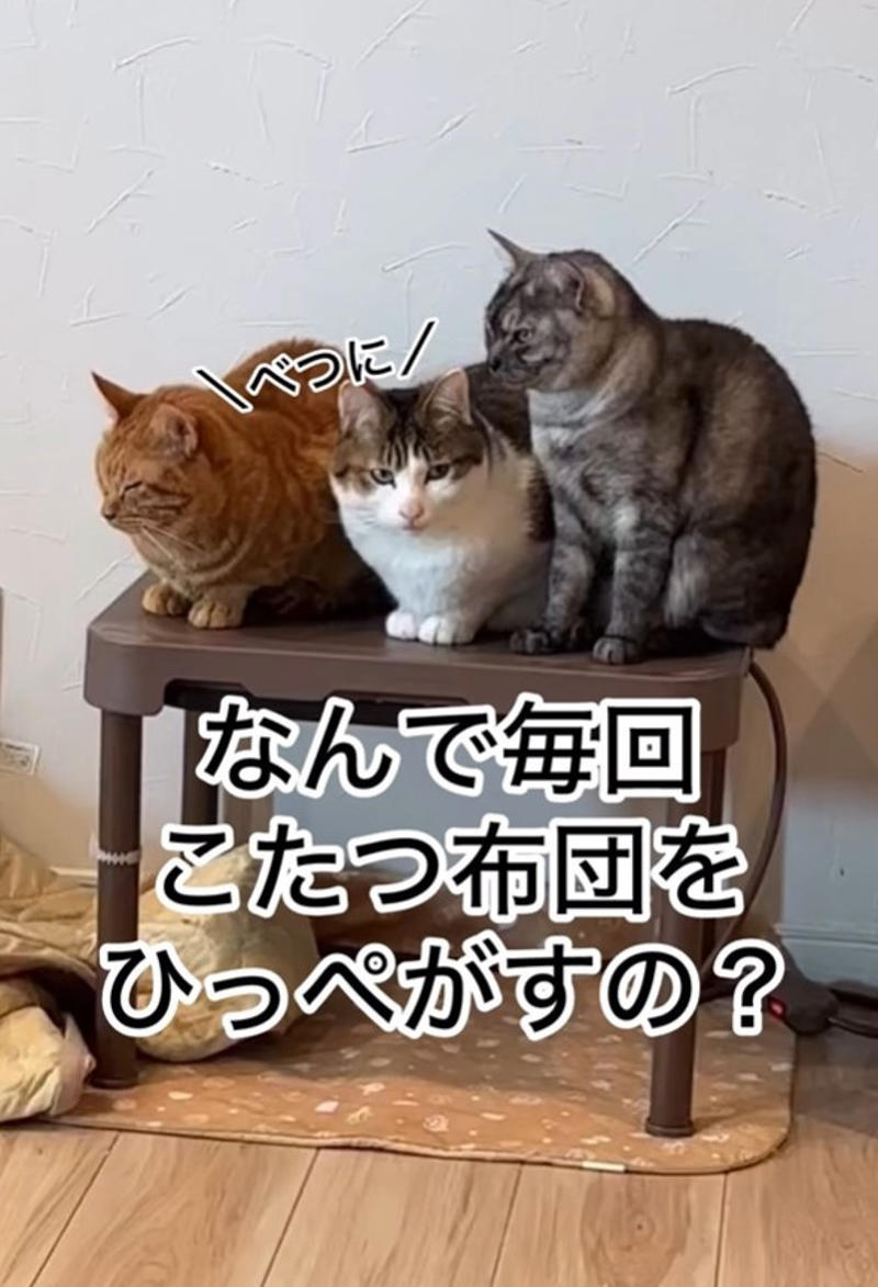 高熱で倒れた息子さんに、そっと近づいた小鼓ちゃん, 「このままでいい」息子さんがぎゅっと抱きしめた理由, 一緒に眠り、気づけば熱も…その後の変化に驚き, 足元にも“見守り隊”　多頭飼いならではの光景, 「動物はわかっている」共感の声が続々