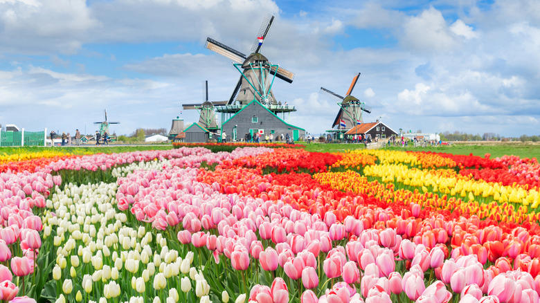 April: Tulips in the Netherlands February: Rapeseed flowers in China, April: Tulips in the Netherlands, May: Butchart Gardens in Victoria, Canada, June: Roses in Portland, Oregon, July: Lavender in Provence, France, October: Wildflowers at Grampians National Park, Australia, November: Sunflowers in Lopburi, Thailand
