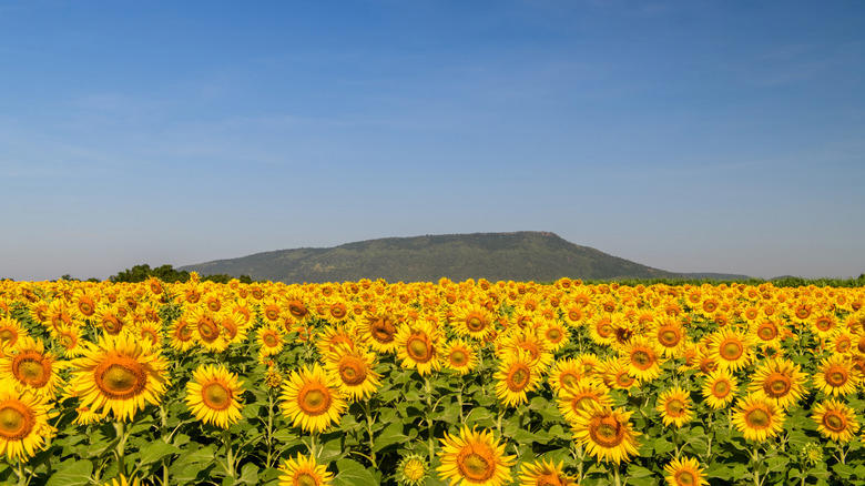 November: Sunflowers in Lopburi, Thailand February: Rapeseed flowers in China, April: Tulips in the Netherlands, May: Butchart Gardens in Victoria, Canada, June: Roses in Portland, Oregon, July: Lavender in Provence, France, October: Wildflowers at Grampians National Park, Australia, November: Sunflowers in Lopburi, Thailand